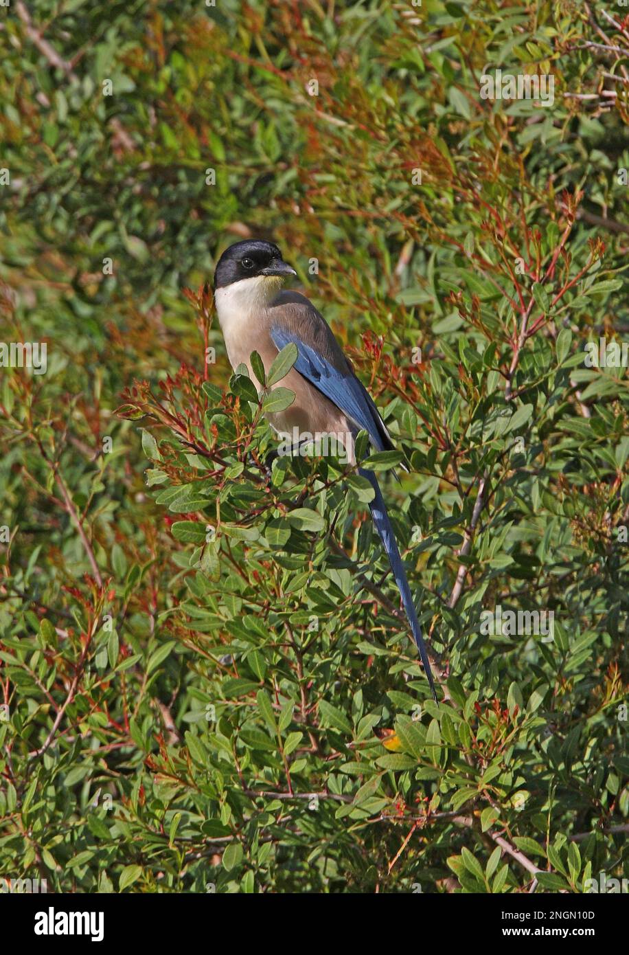 Azure-winged Magpie (Cyanopica cyanus) adult perched in tree  Algarve, Portugal           April Stock Photo