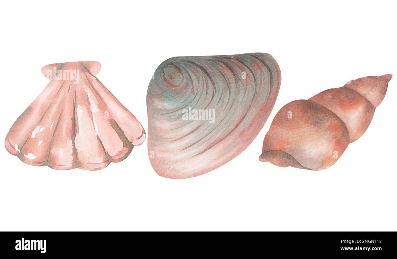 Set with watercolor illustrations of seashells isolated on white ...