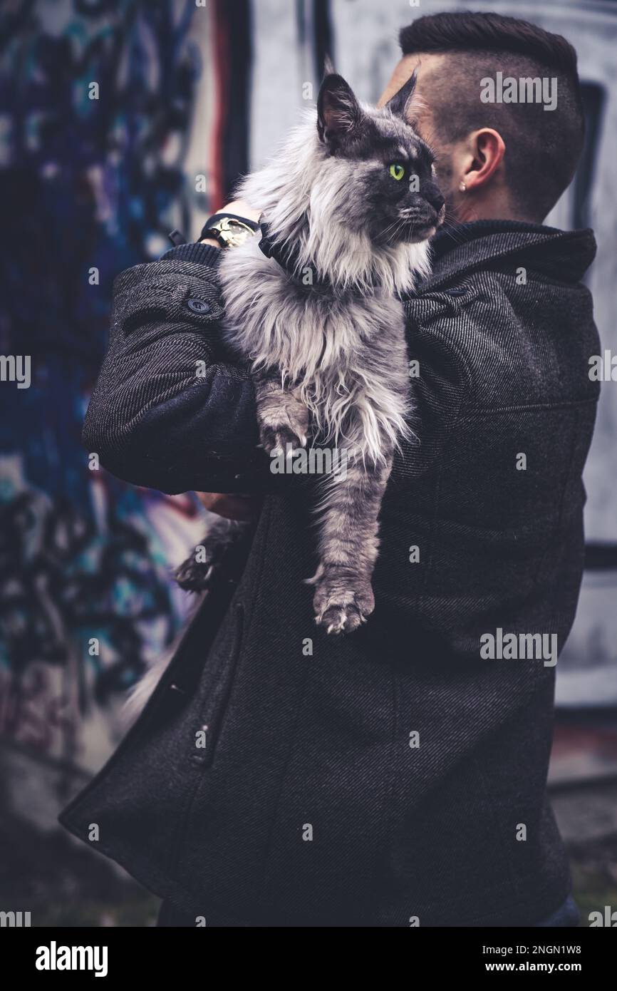 Maine Coon Cat Portraits Stock Photo - Alamy