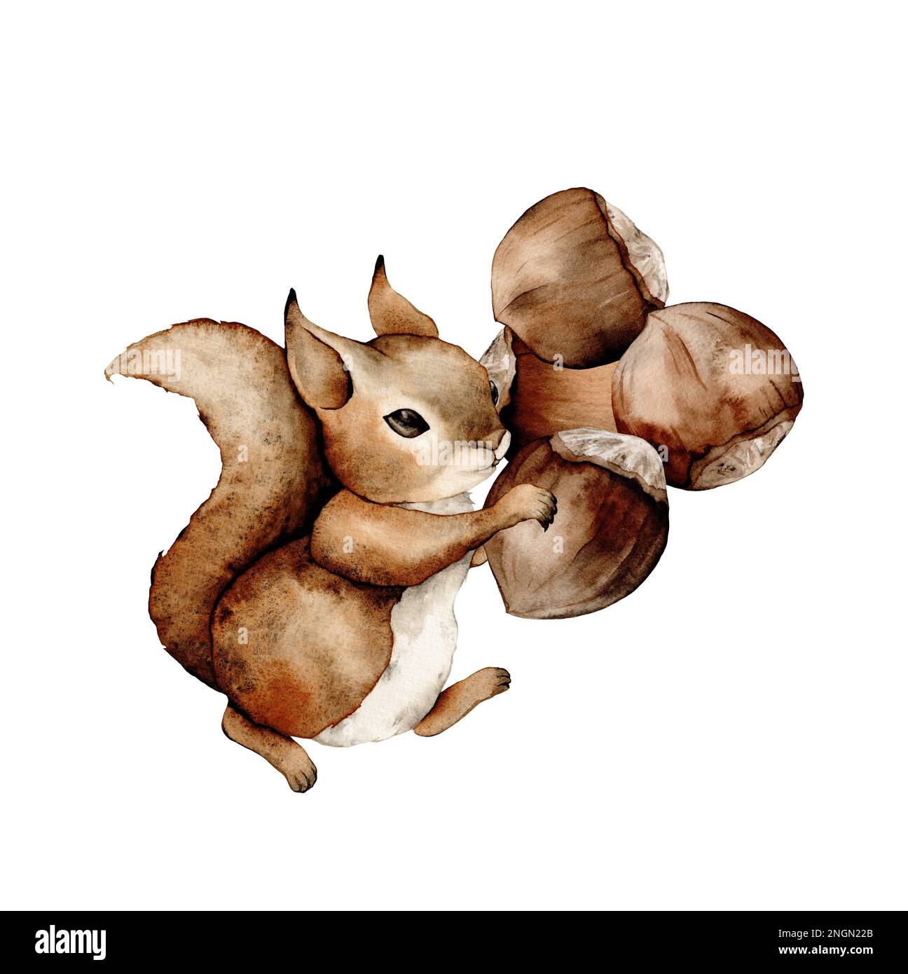 Squirrels and hazelnuts clipart, cute animal character illustration for