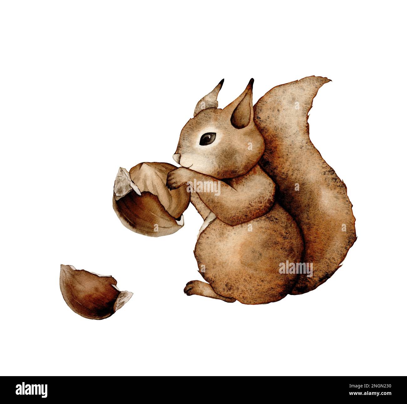 Squirrels and hazelnuts clipart, cute animal character illustration for