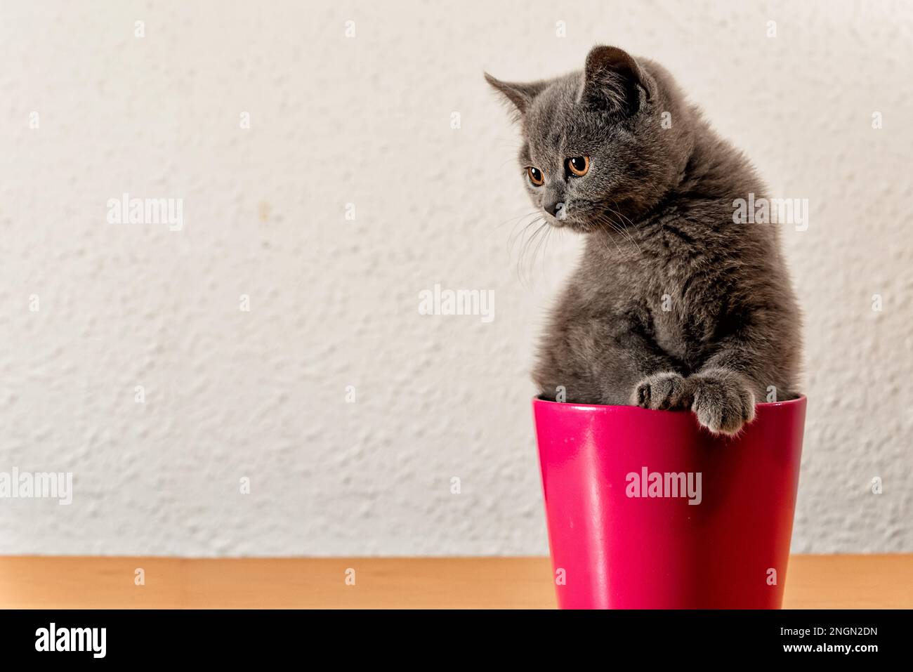 Kitten British shorthair gray inside a red container looking curiously, light background with copy space Stock Photo