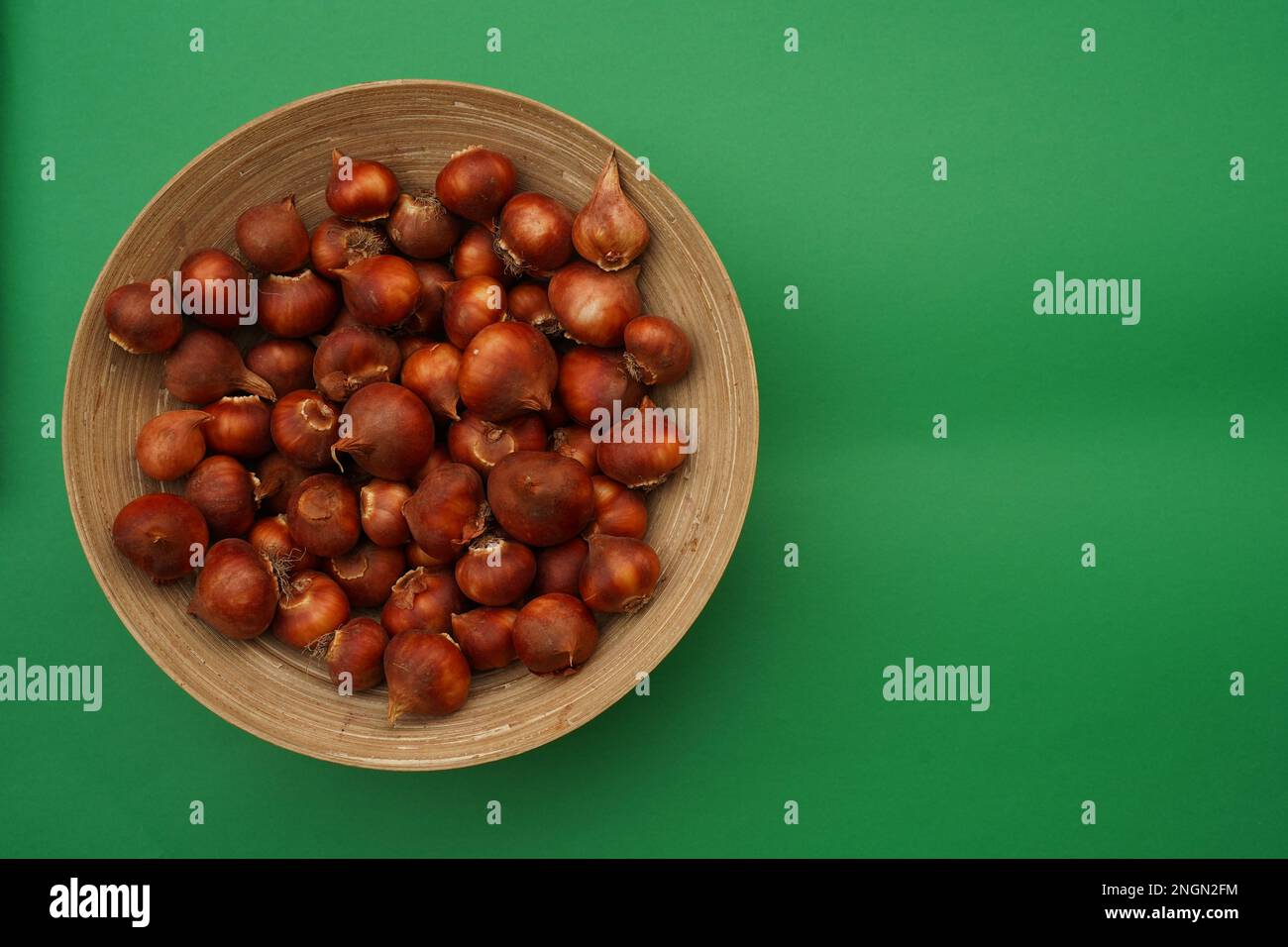 Tulip bulbs in a wooden dish isolated on green with copy space. Stock Photo