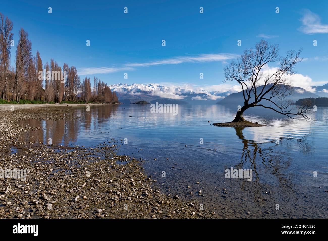 Wanaka Tree on Lake Wanaka. New Zealand Stock Photo - Alamy