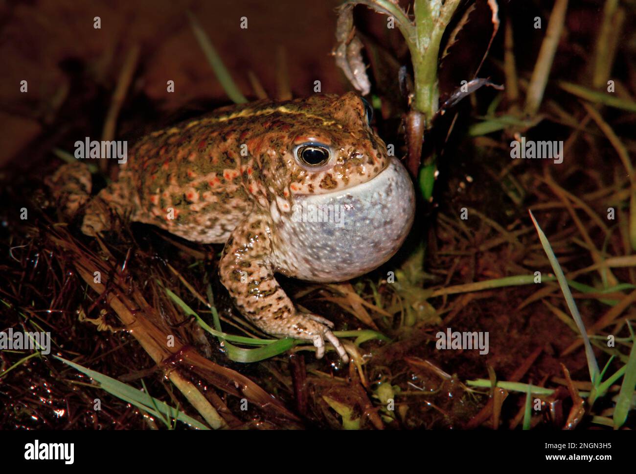 Natterjack toad, Epidalea calamita, formerly Bufo calamita. Mating season. Stock Photo