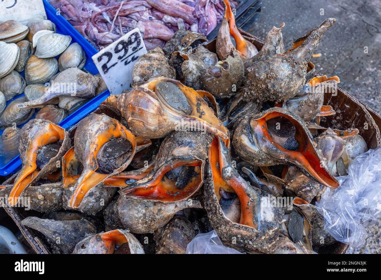 Shellfish structure hi-res stock photography and images - Alamy