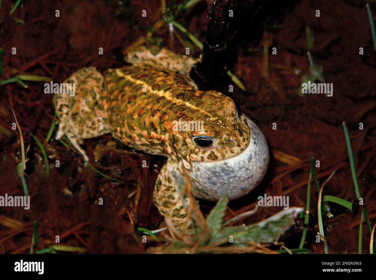 Natterjack toad, Epidalea calamita, formerly Bufo calamita, Stock Photo