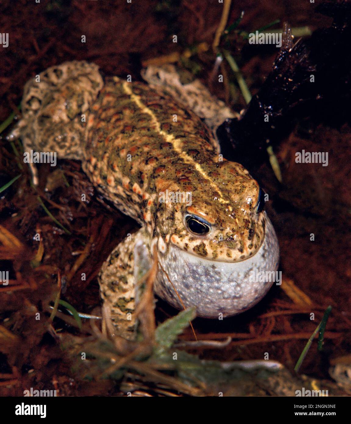 Natterjack toad, Epidalea calamita, formerly Bufo calamita. Mating season. Stock Photo