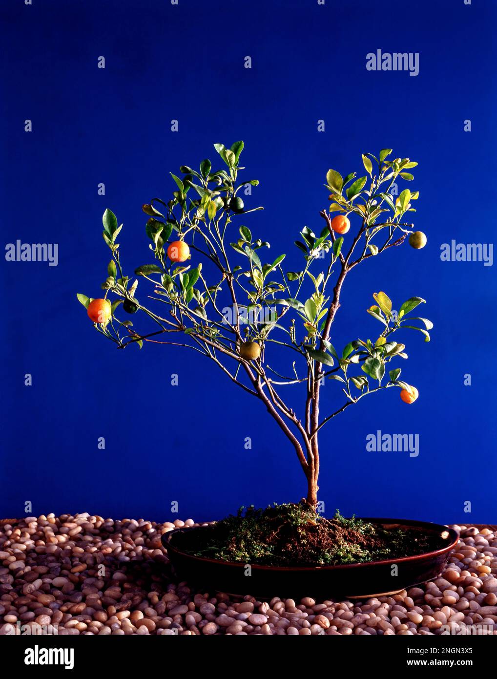 Bonsai Tree with fruit, India Stock Photo Alamy