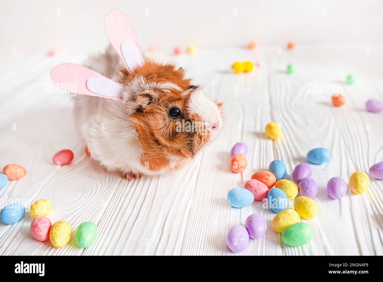 Small guinea pig among Easter eggs. Easter egg Hunt. Stock Photo