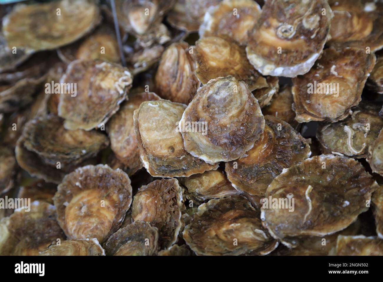 Display of oysters in the fish market at Halle Aux Poissons, Place de