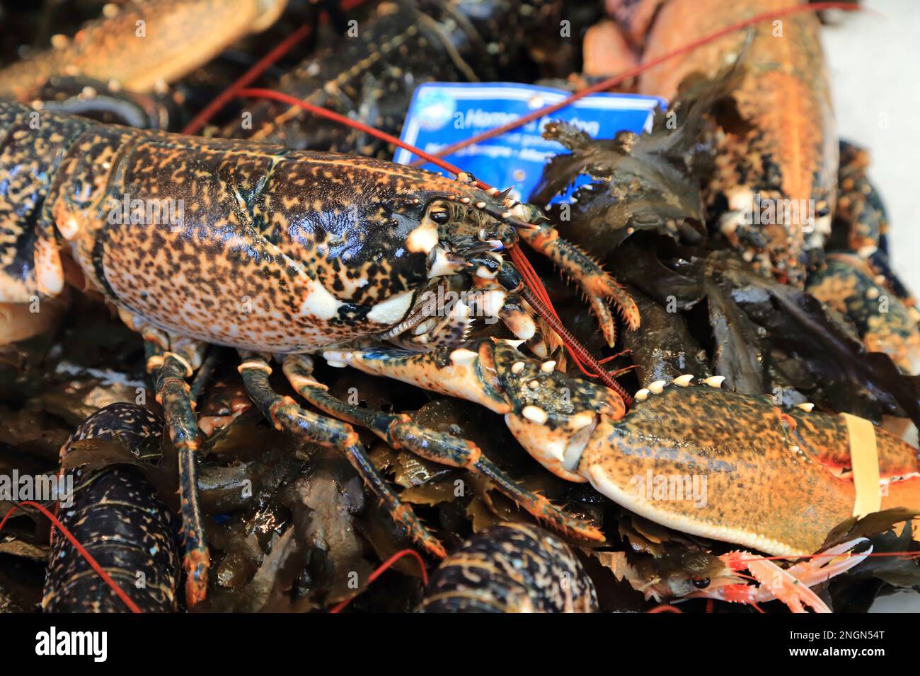 Display of lobsters in the fish market at Halle Aux Poissons, Place de la Poissonnerie, Vannes