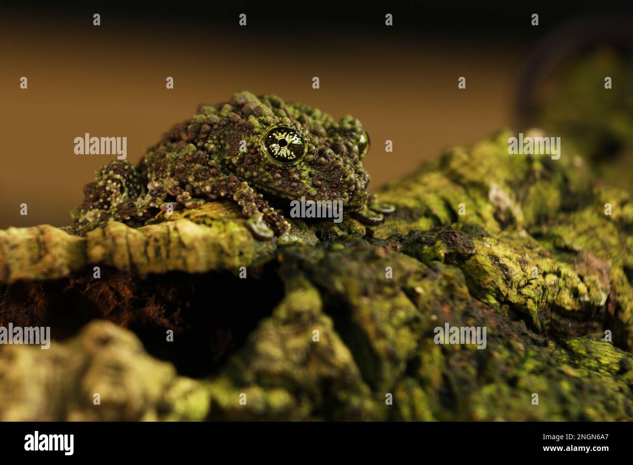 Mossy frog (Theloderma corticale), frog in the nature habitat, Vietnam. Widlife nature in Asia. Amphibian on the old vegetation Stock Photo