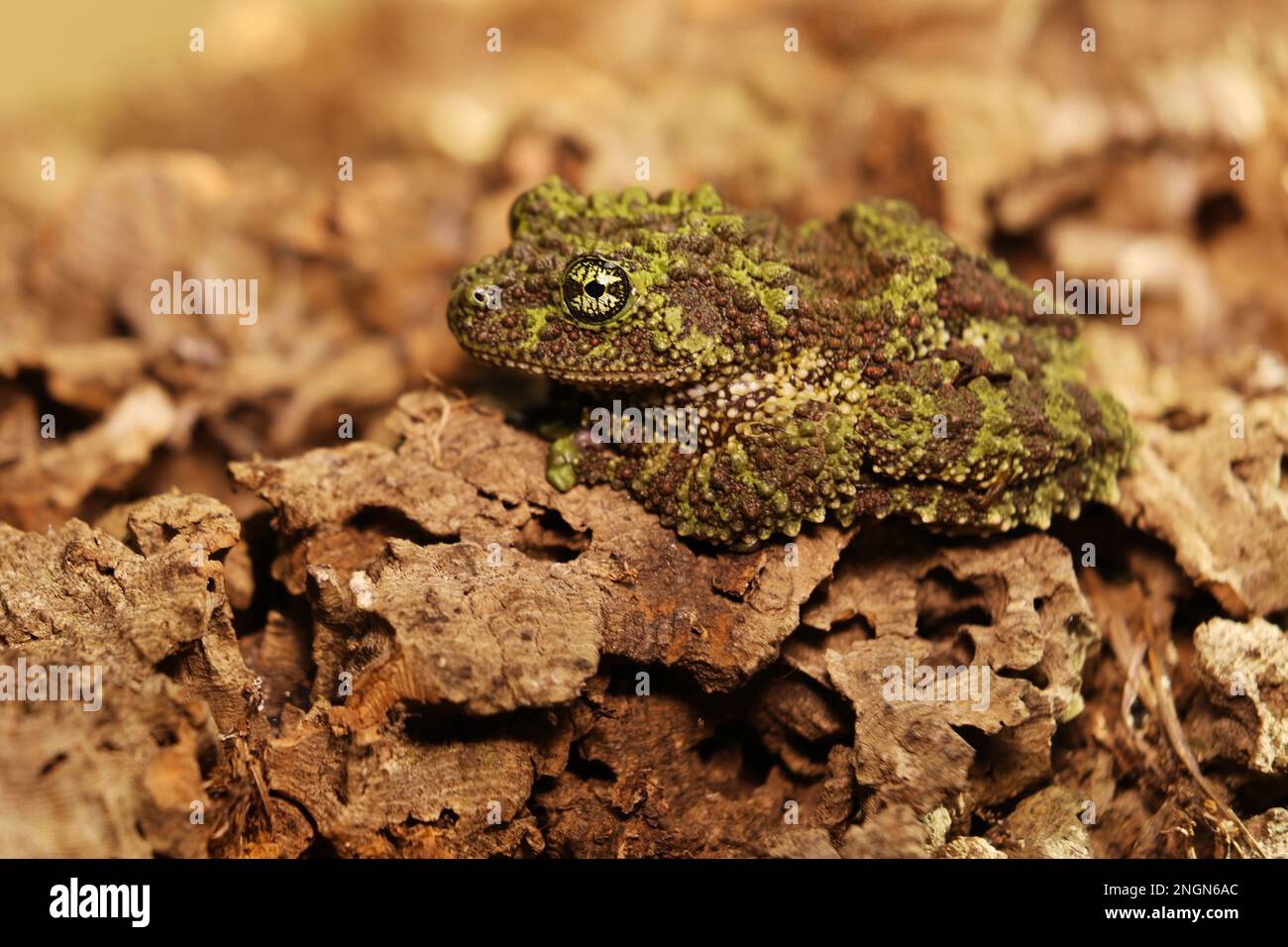 Mossy frog (Theloderma corticale), frog in the nature habitat, Vietnam. Stock Photo
