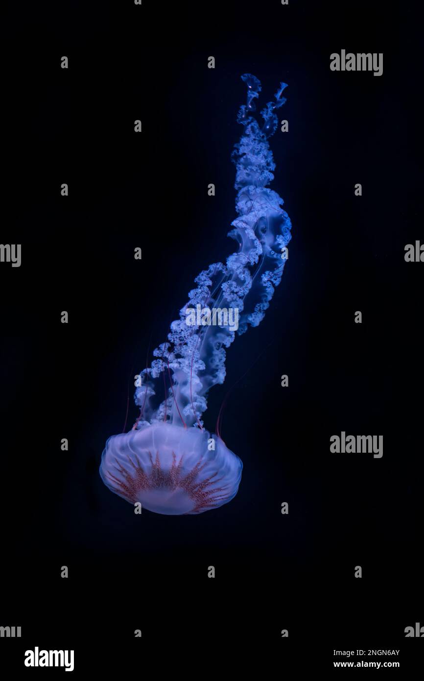 Compas jellyfish (Chrasaora hysoscella), in nature ocean habitat. Water floating bell medusa Mediterranean Sea. Stock Photo