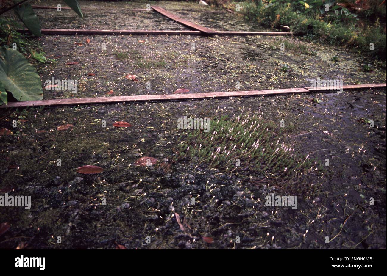 Aquarium plant nursery, Singapore ('80s Stock Photo Alamy