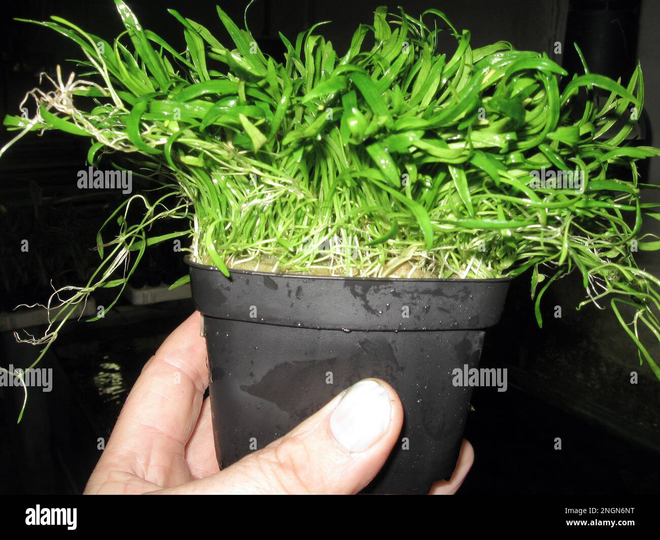 Micro sword (Lilaeopsis brasiliensis) is a plant species in the family Apiaceae. Stock Photo