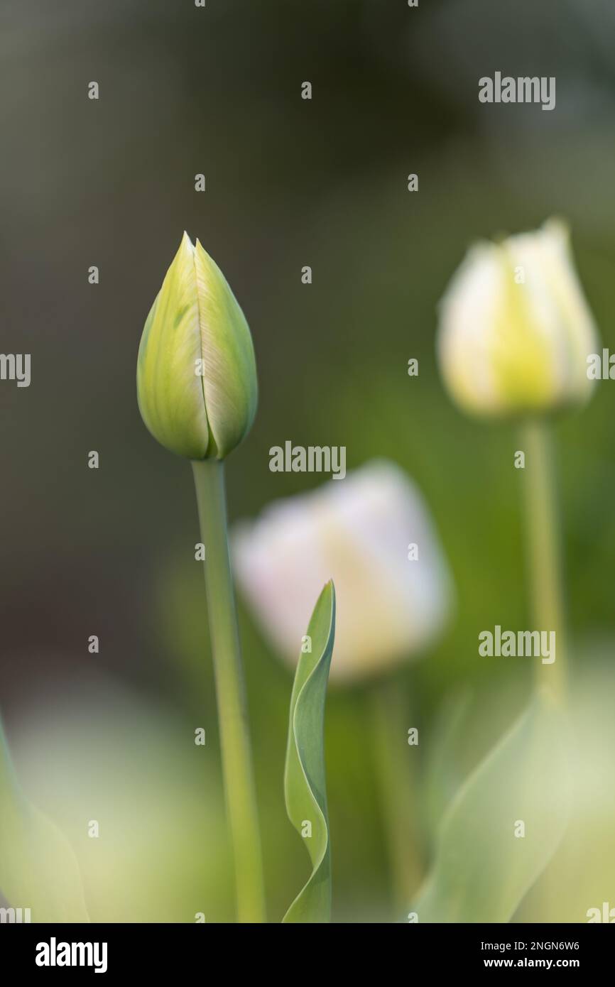 Closeup of the green bud of a tulip Stock Photo Alamy