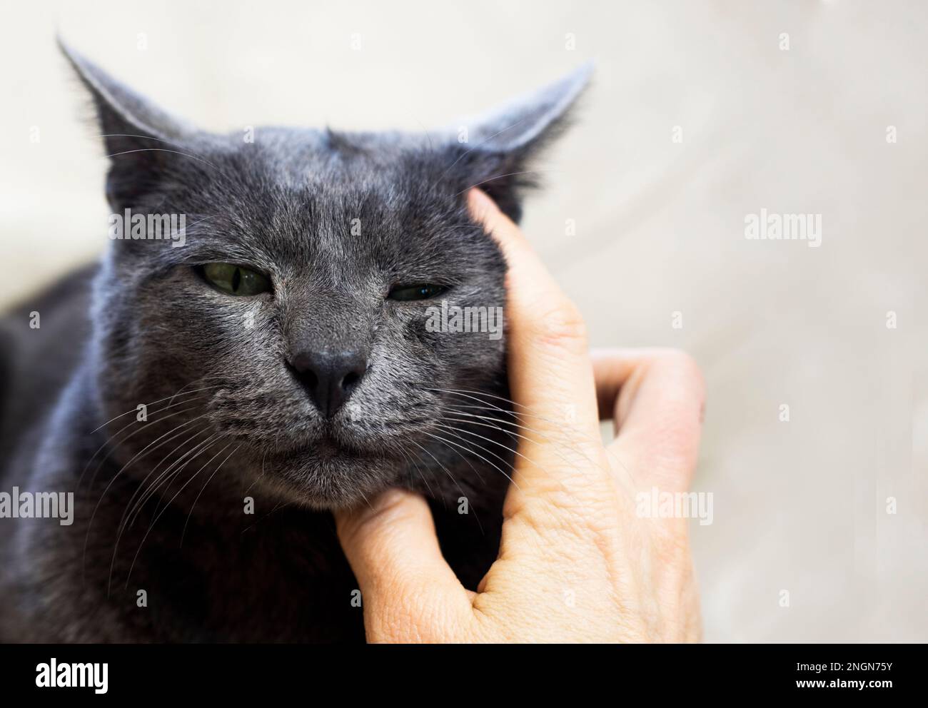 scratching the ear of a gray Burmese cat with a female hand. horizontal Stock Photo Alamy