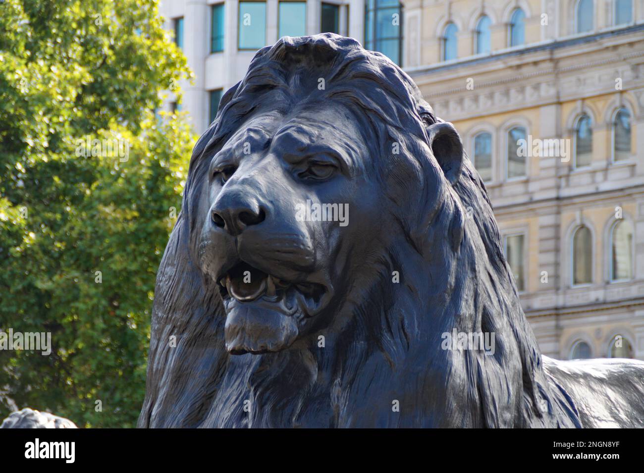 one of the four majestic lion statues at Trafalgar Square in London