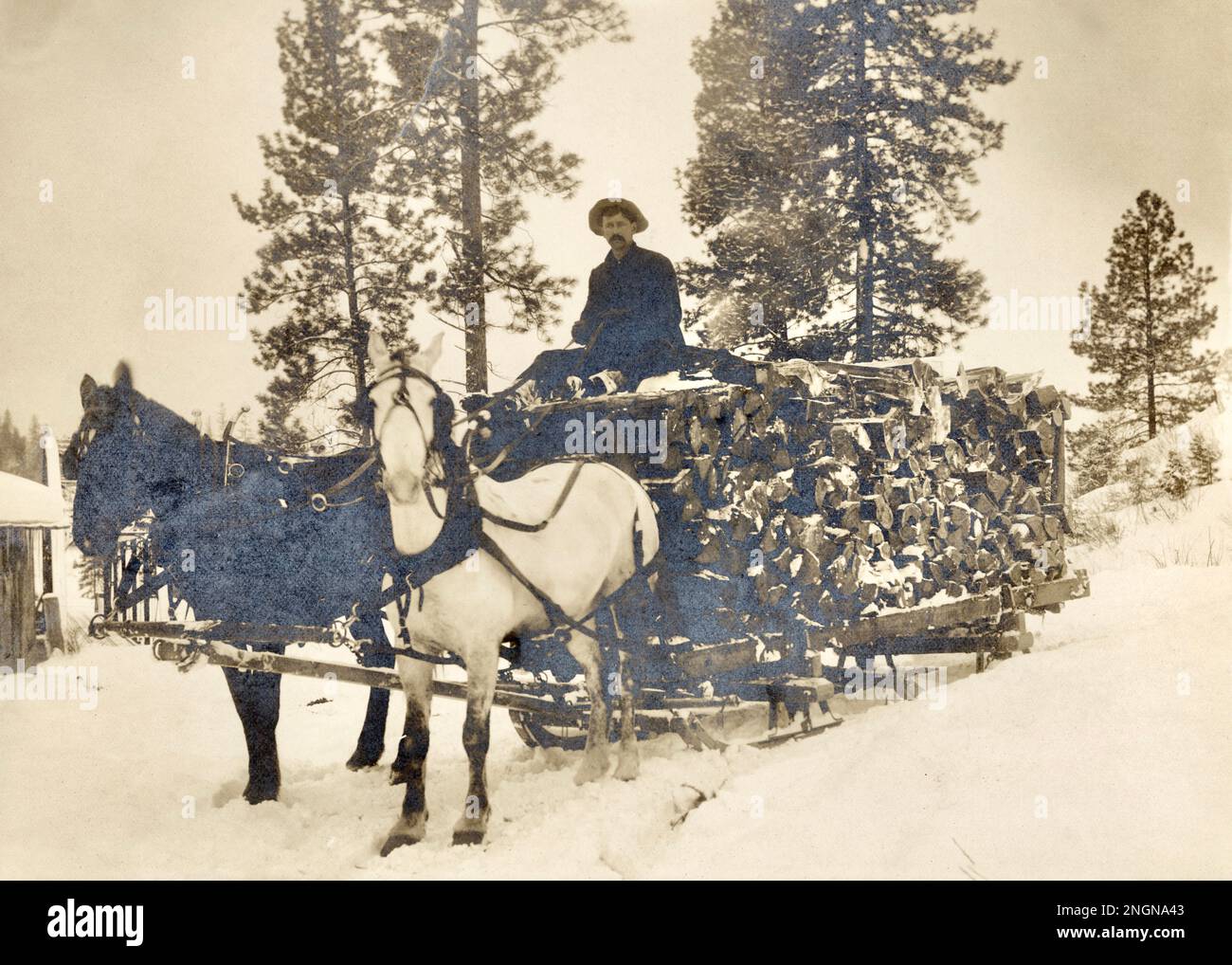 Horse and Sleigh with Wood Logs, 1900s, Turn of the Century Stock Photo