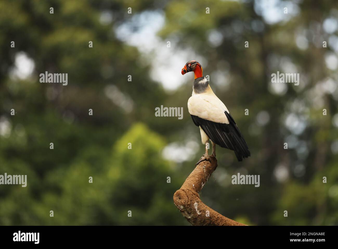 King Vulture (Sarcoramphus Papa) on a Branch, San Pedrillo, Corcovado, Costa Rica.King Vulture, is the most strikingly colored bird in vulture family Stock Photo