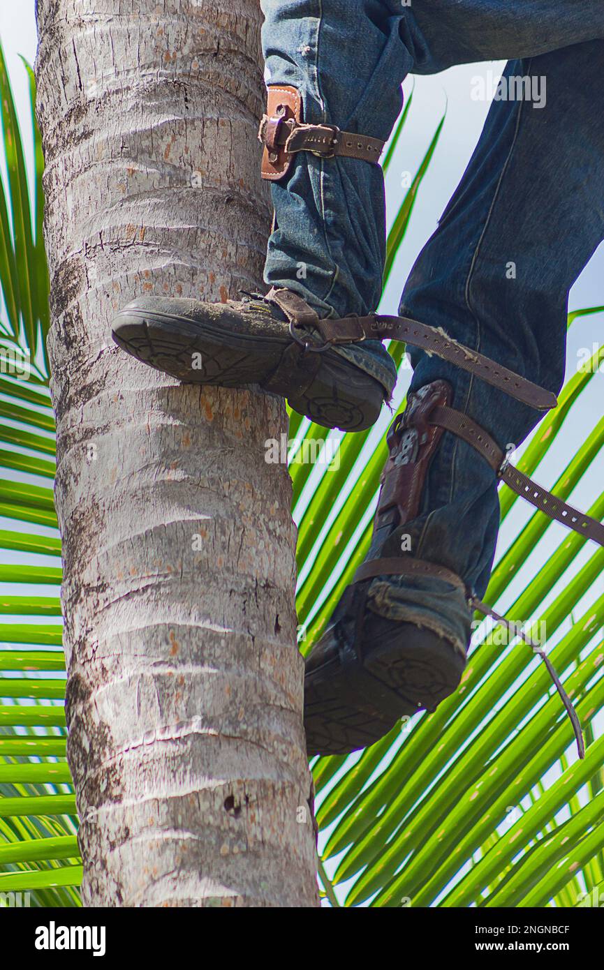 A Fijian man climbing up a palm tree to harvest coconuts Stock Photo