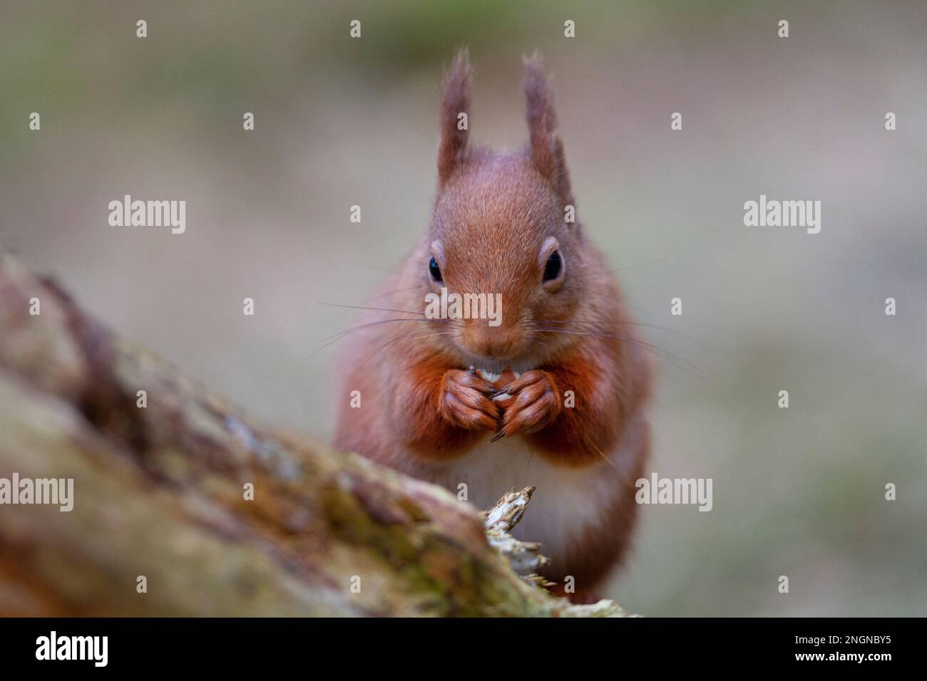 Red Squirrel, Cairngorms, UK Stock Photo