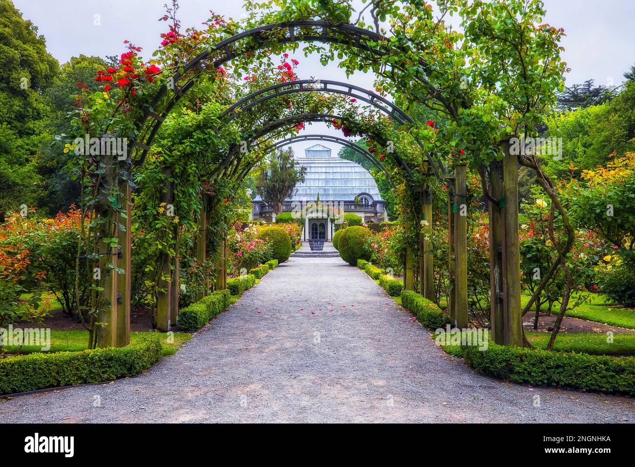 Arches of climbing roses in public city park of Christchurch on the