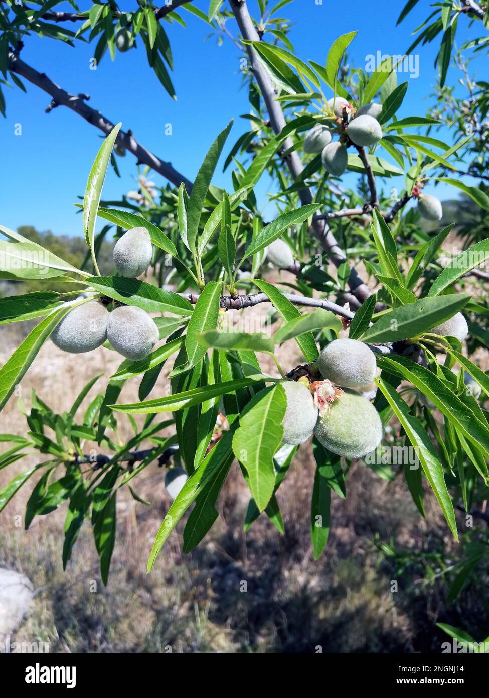 Almonds growing on a branch in an almond orchard in Valencia, Spain