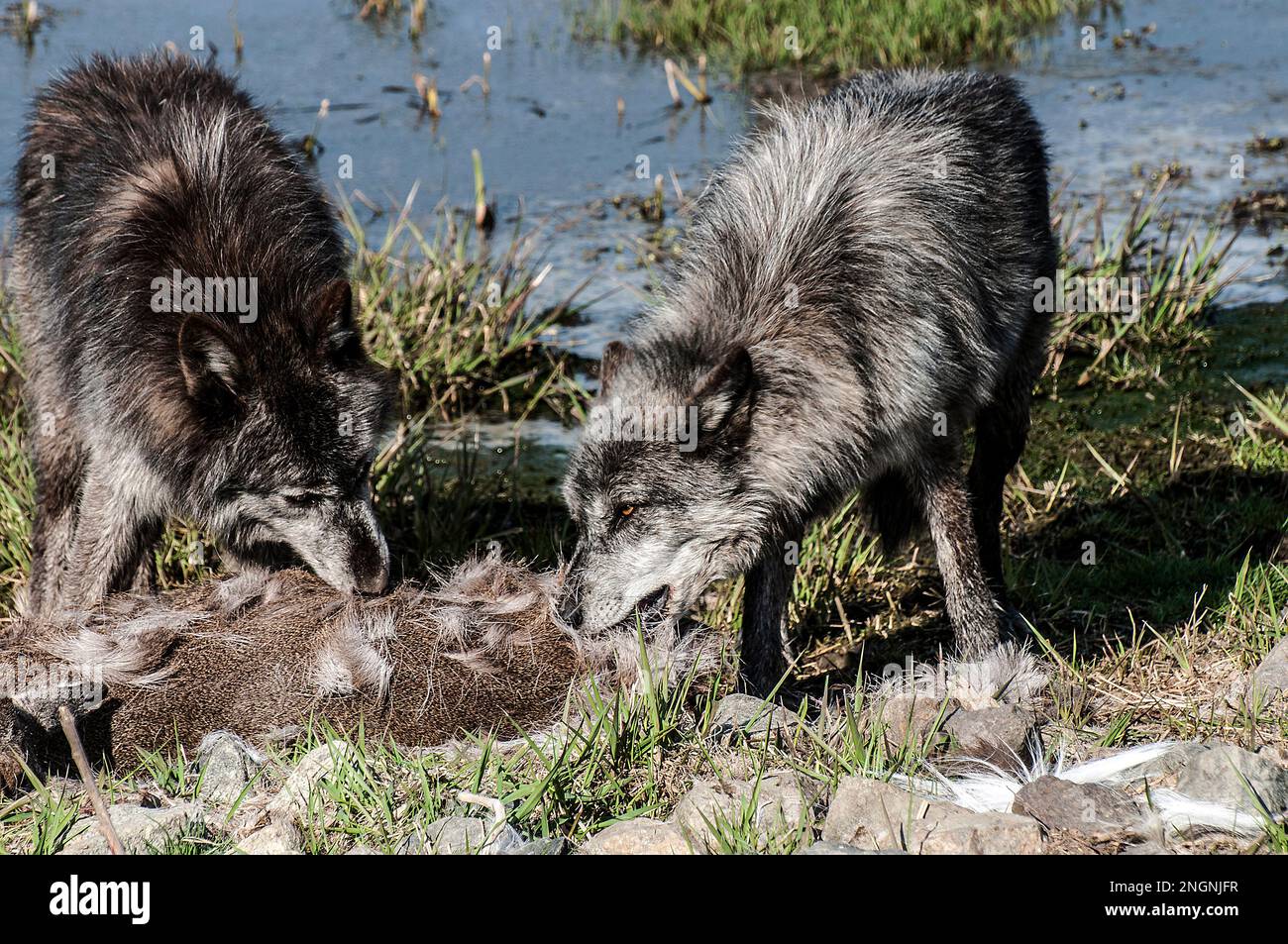 North american timber wolves hi-res stock photography and images - Alamy