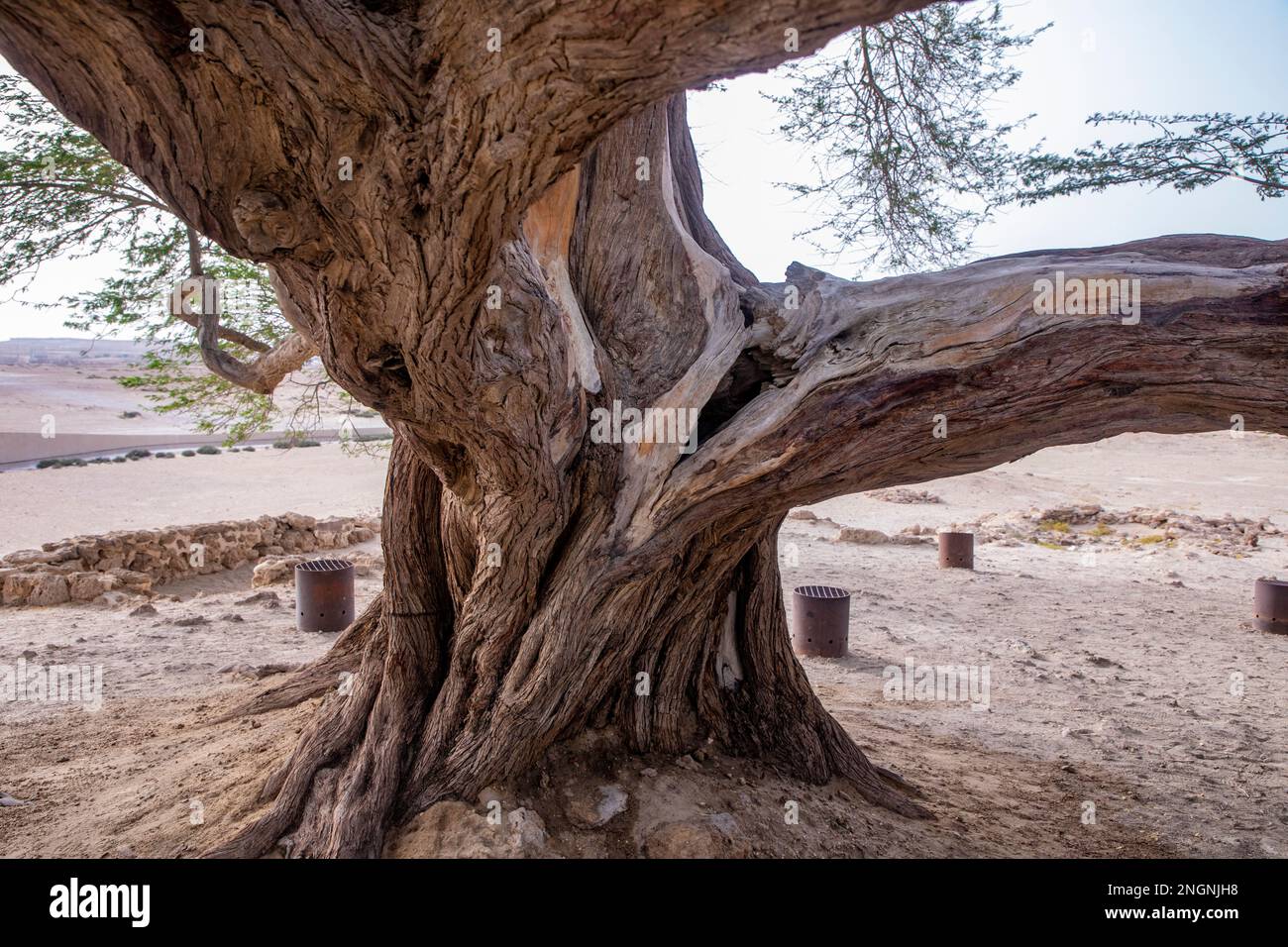 Legendary tree of life in Bahrain desert, Kingdom of Bahrain Stock
