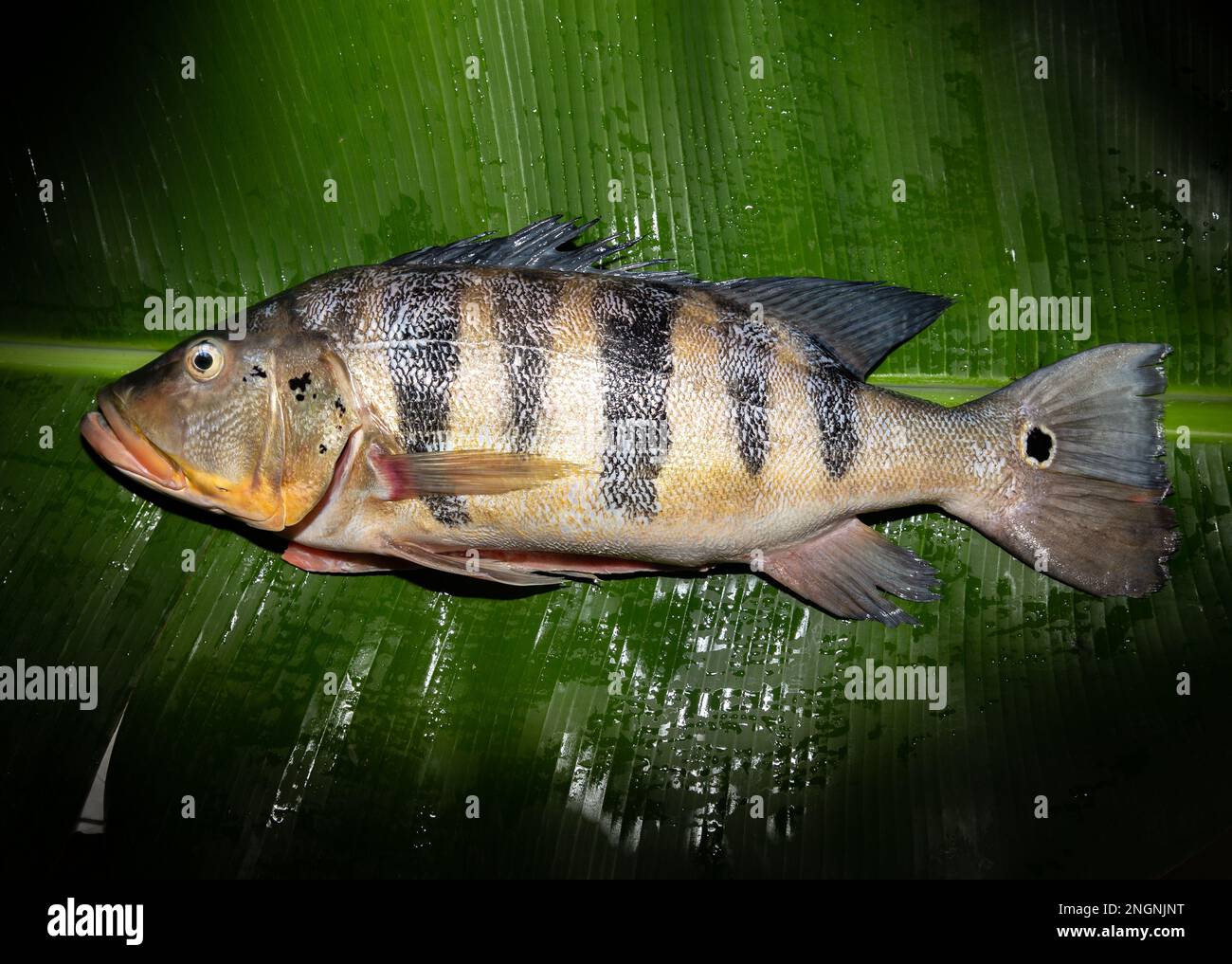 Wild Tucunaré tropical fish (Cichla ocellaris). Freshwater Amazonian fish closeup Stock Photo