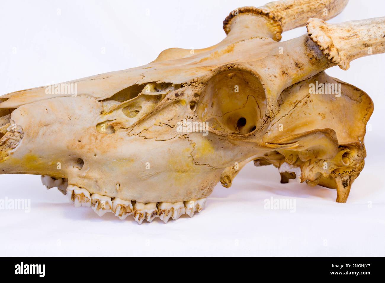 Close-up side view of a skull from a white-taild deer buck in Wisconsin, horizontal Stock Photo