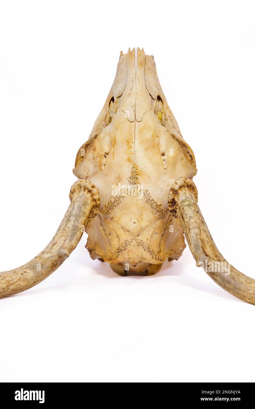 Close-up top view of a skull from a white-taild deer buck in Wisconsin, vertical Stock Photo