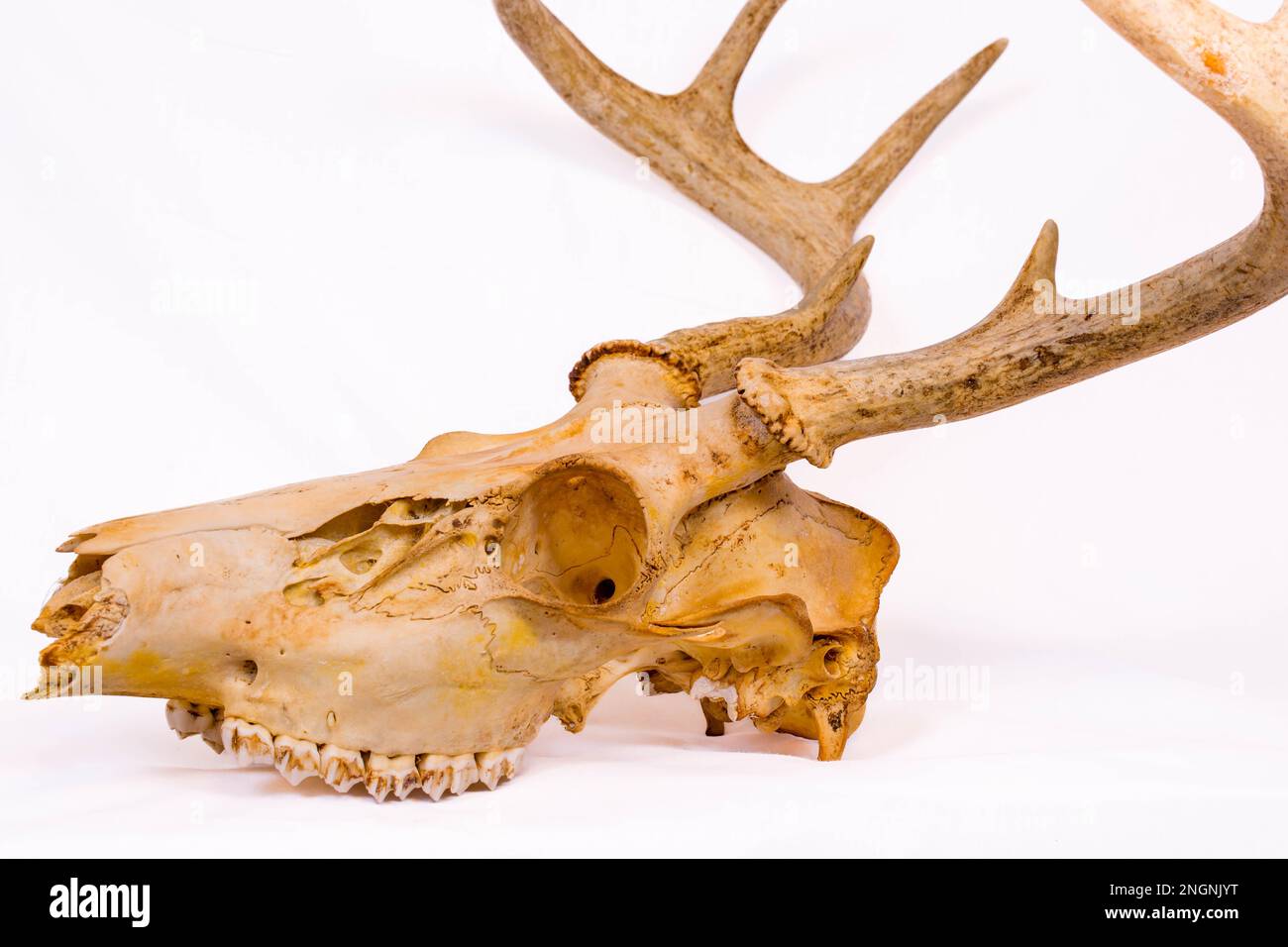 Side view of a skull from a white-taild deer buck in Wisconsin, horizontal Stock Photo