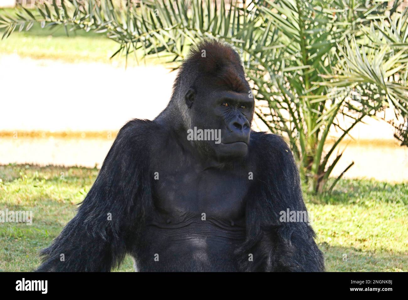 silverback gorilla male gets a portrait on a sunny day in the forest Stock Photo