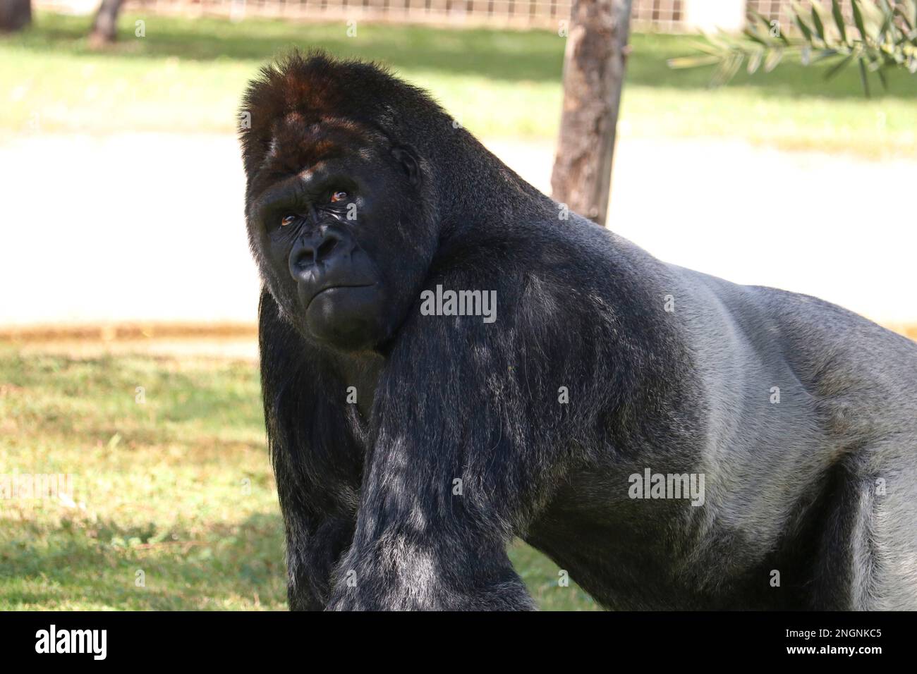 silverback gorilla male gets a portrait sitting on a sunny day in zoo Stock Photo