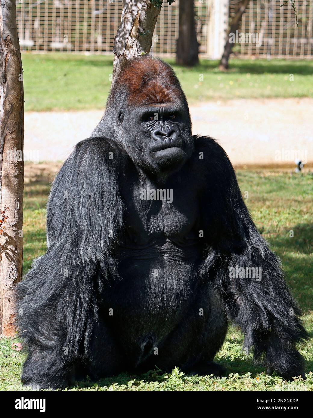 silverback gorilla male gets a portrait sitting on a sunny day in zoo Stock Photo