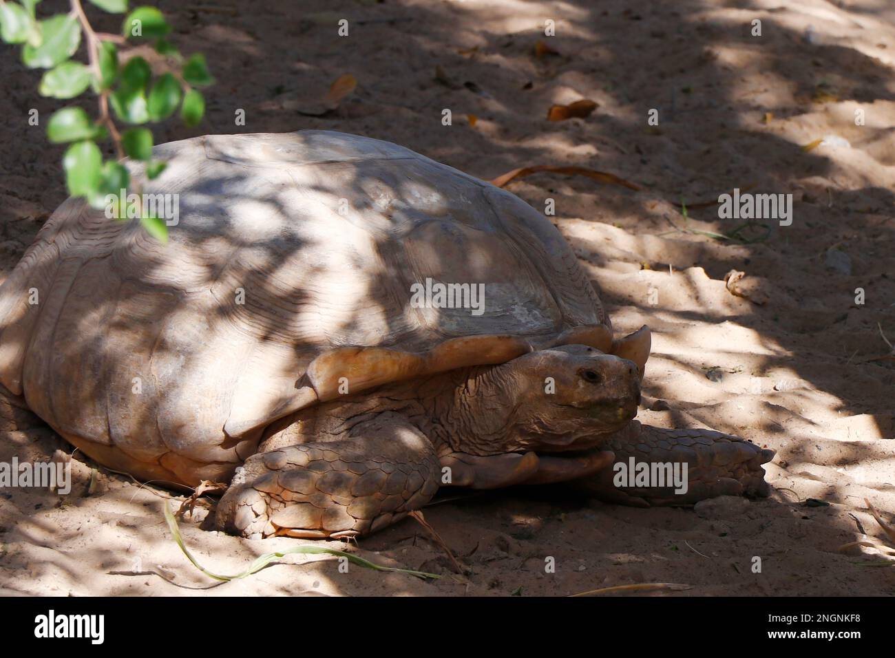 Galápagos giant tortoise is a species of very large tortoise in the genus Chelonoidis. Stock Photo