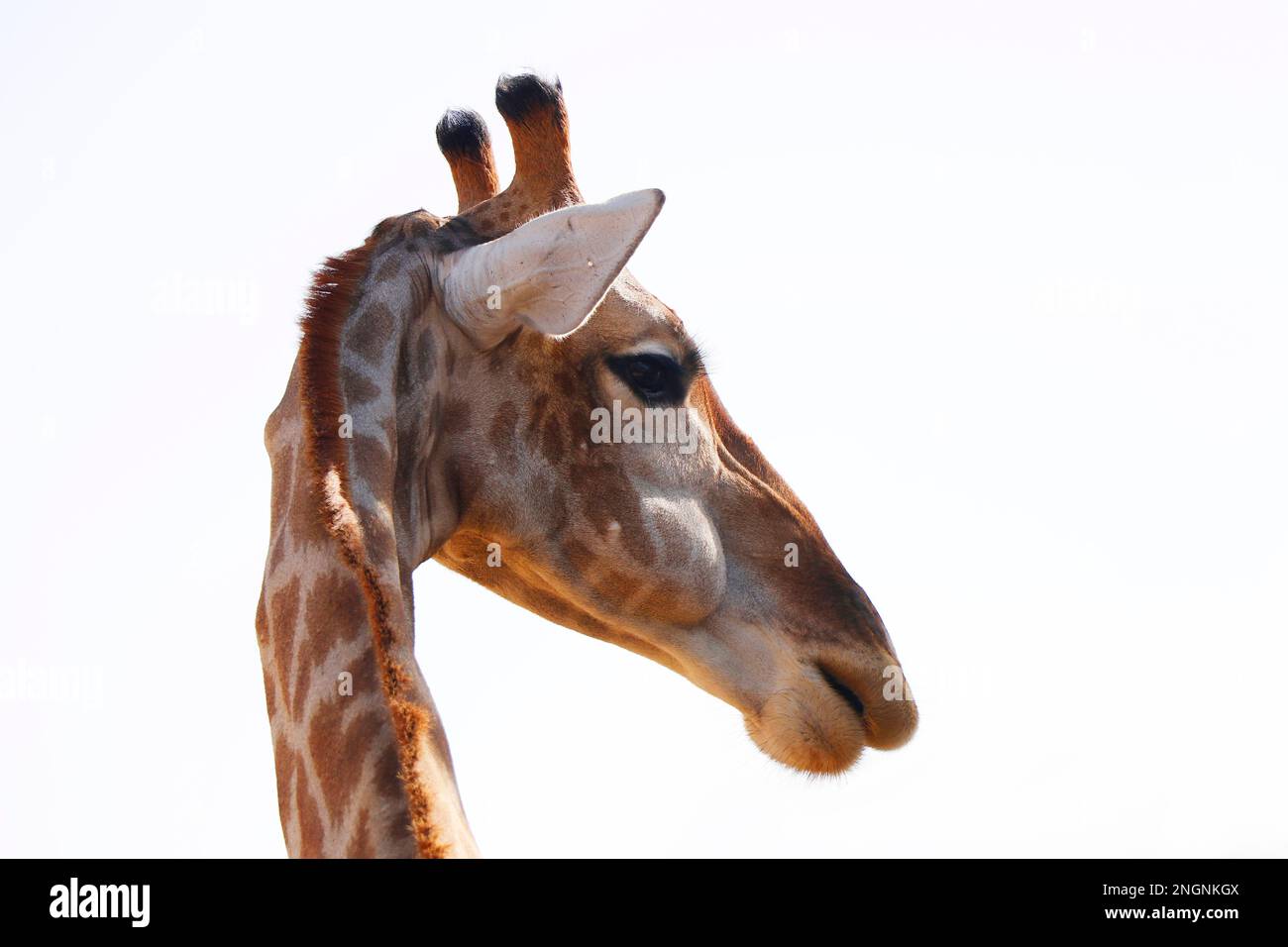 portrait giraffe headshot isolated with white background Stock Photo