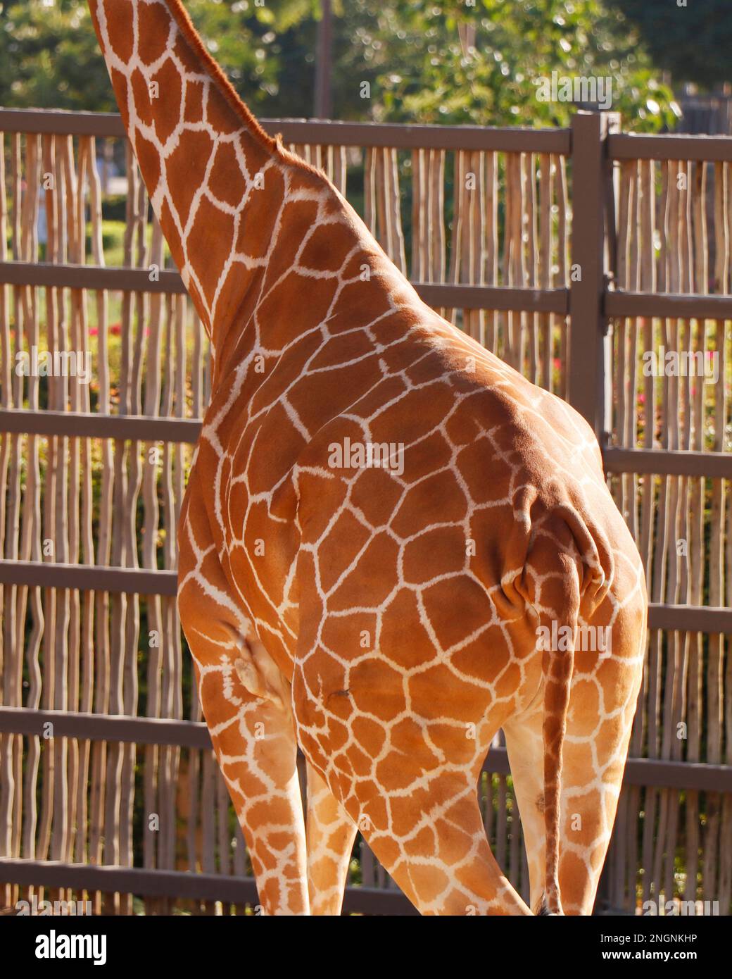 beautiful brown giraffe body skin texture with white lines Stock Photo