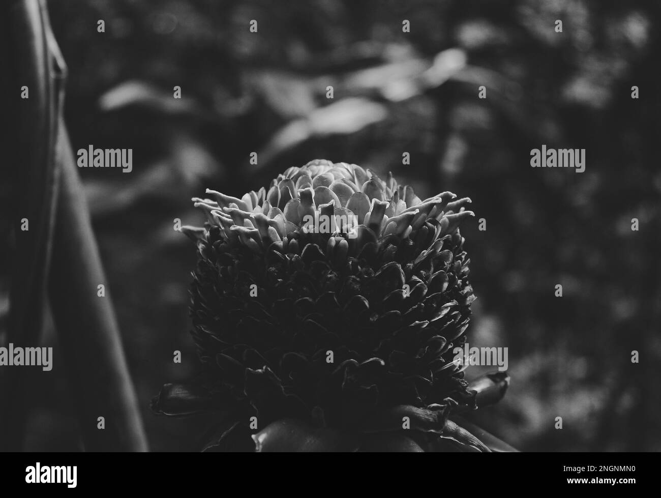 Radiant flower color Black and White Stock Photos &amp; Images - Alamy