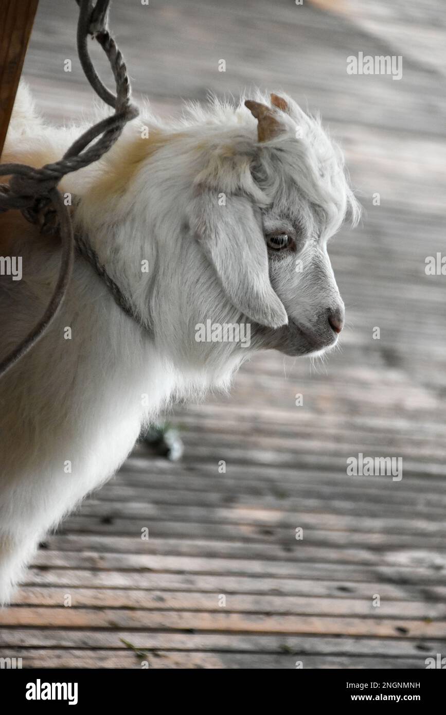 An adorable white fainting goat standing tethered to wood fence, curious expression Stock Photo