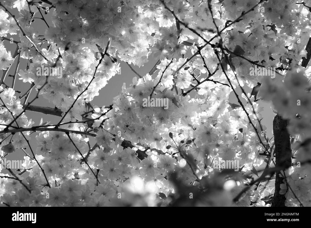 Black and White Cherry Blossoms Stock Photo Alamy