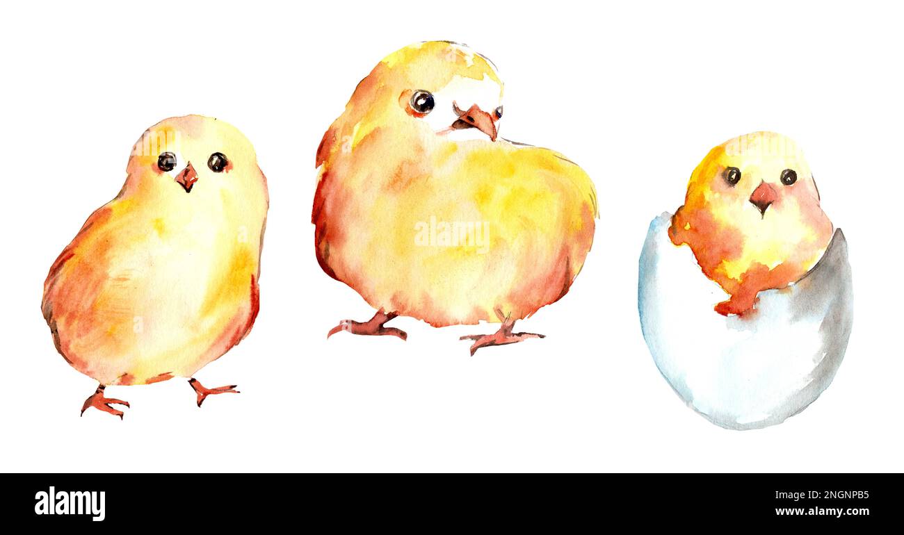 A set of watercolor illustrations with yellow bright chickens on a white background. Spring, chicks. Easter. Stock Photo