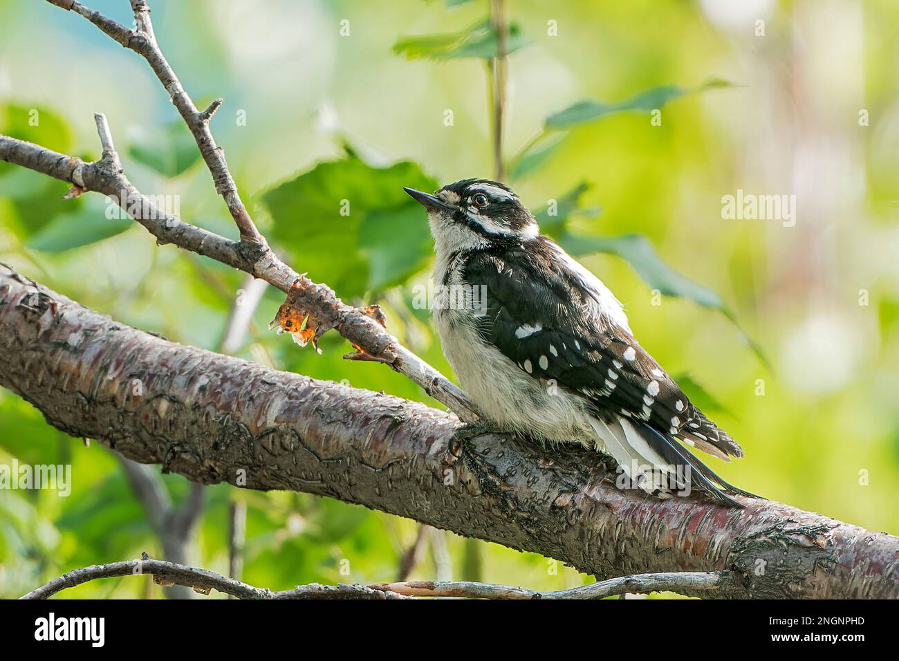 downy woodpecker, Dryobates pubescens, single adult perched in tree