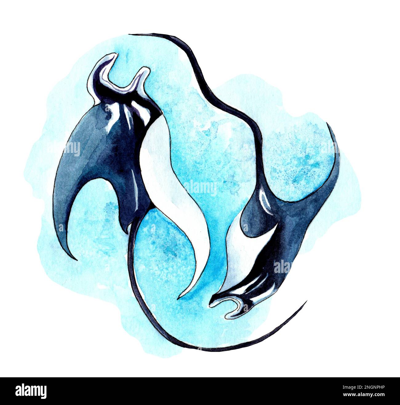 Stingray drawing in watercolor on a white background Stock Photo - Alamy