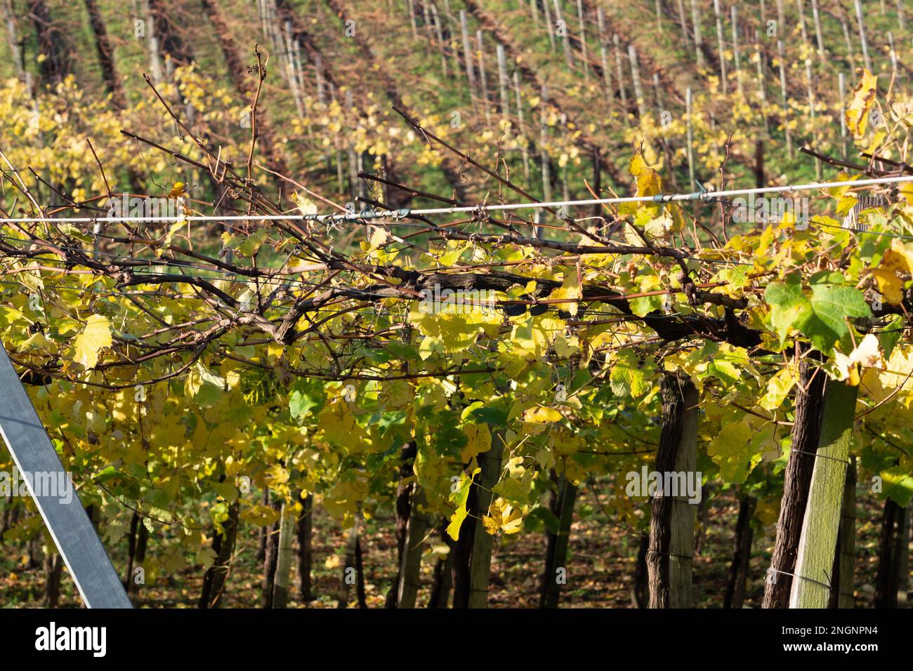 Hilly txakoli grape vineyards, making of Txakoli or chacolí slightly