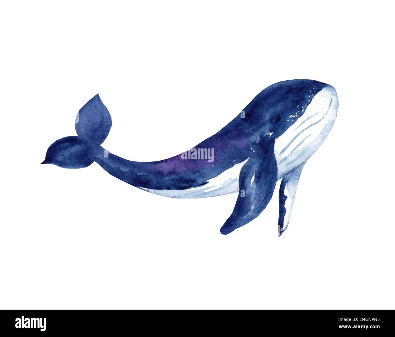 Blue whale Cut Out Stock Images & Pictures - Alamy